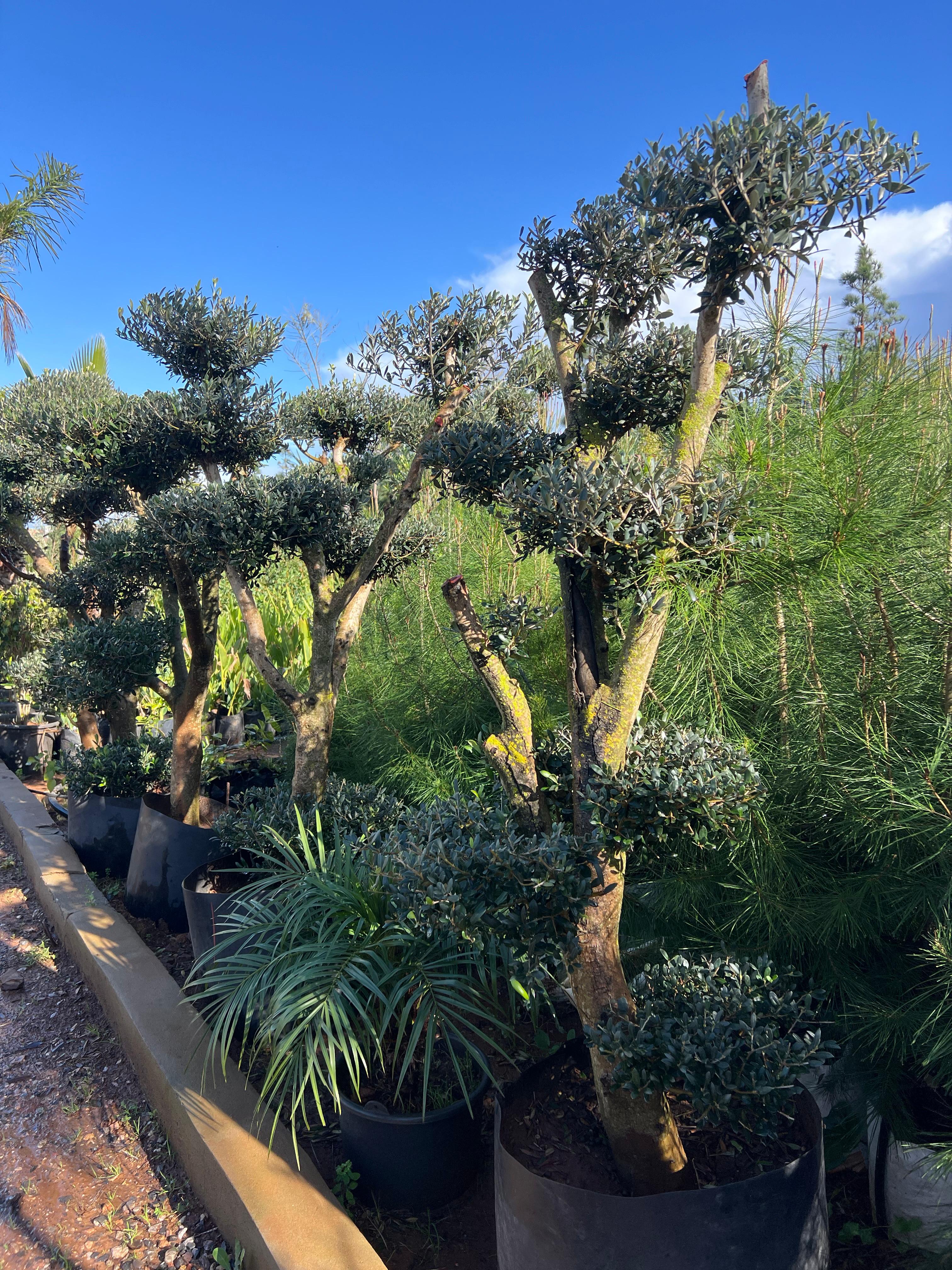 Olivier, olea europaea